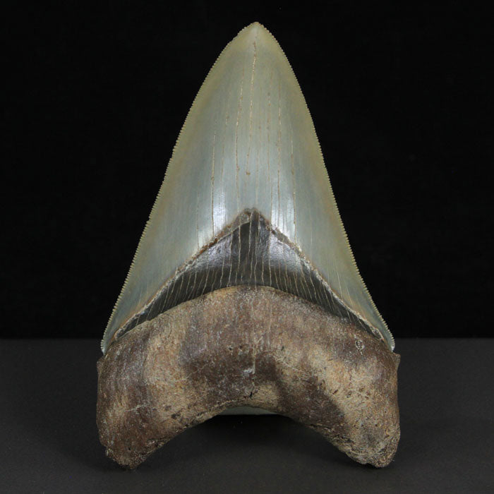 museum Quality Fossil megalodon Tooth USA Florida