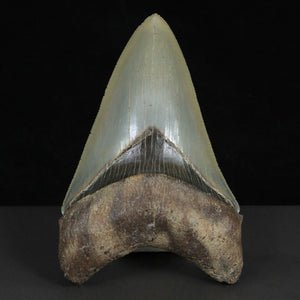 museum Quality Fossil megalodon Tooth USA Florida