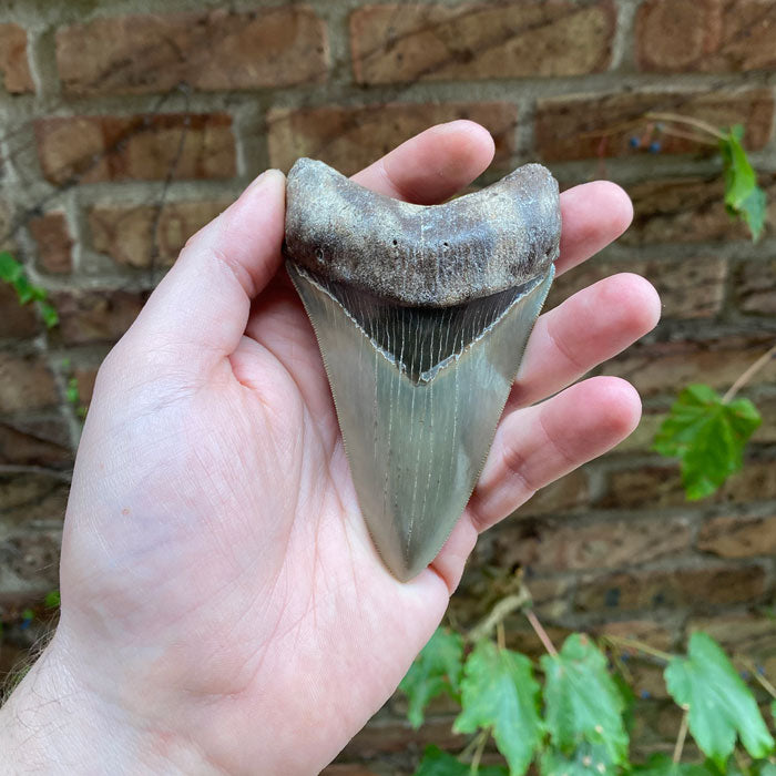 museum Quality Fossil megalodon Tooth USA Florida