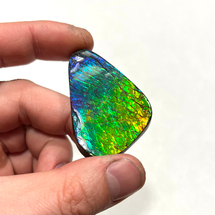 Ammolite Palm Specimen Fossil Canada