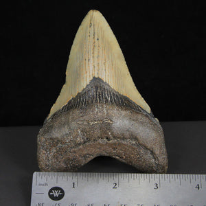 Real Megalodon Tooth Fossil