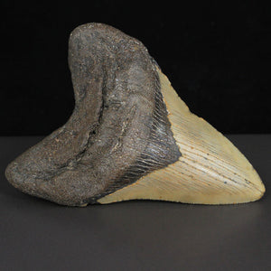 4.5" Megalodon Fossil Shark Tooth