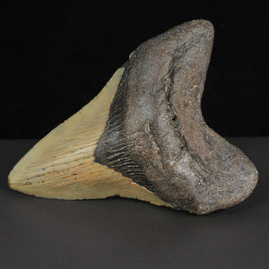 Megalodon Ocean Shark Tooth Fossil