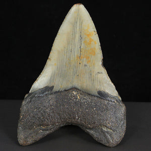 Fossil Shark Tooth Megalodon North Carolina