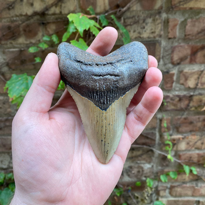 Megalodon Fossil Shark Tooth