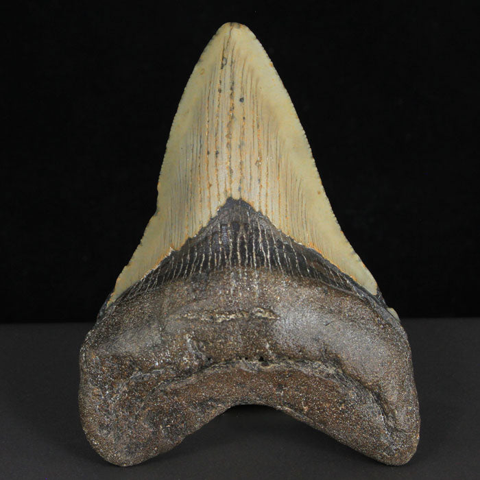 Megalodon Fossil Shark Tooth
