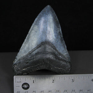4.2" Fossil Megalodon Tooth
