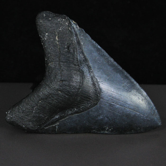 Fossil Megalodon Tooth USA