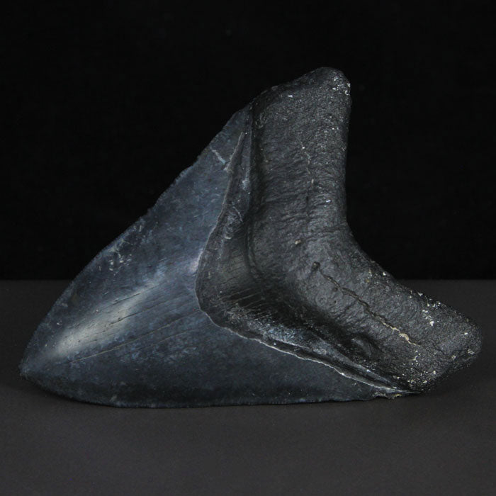 Megalodon Fossil Shark Tooth