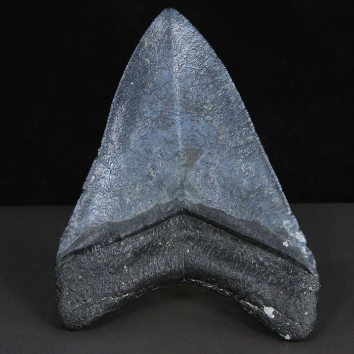 Megalodon Tooth