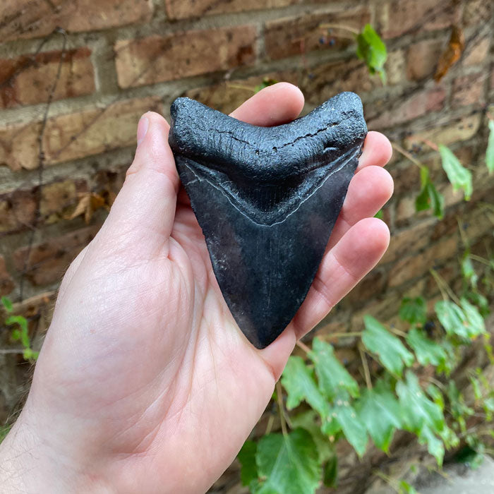 South Carolina Megalodon Tooth Fossil