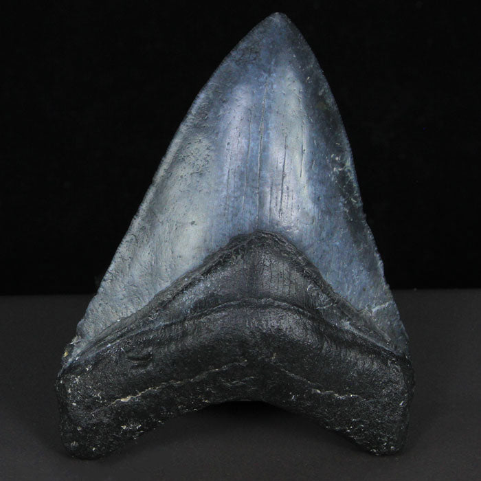 Black Megalodon Tooth Beaufort South Carolina