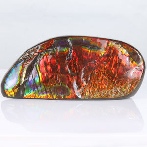 Double Sided Ammolite Fossil from Bear Paw Canada