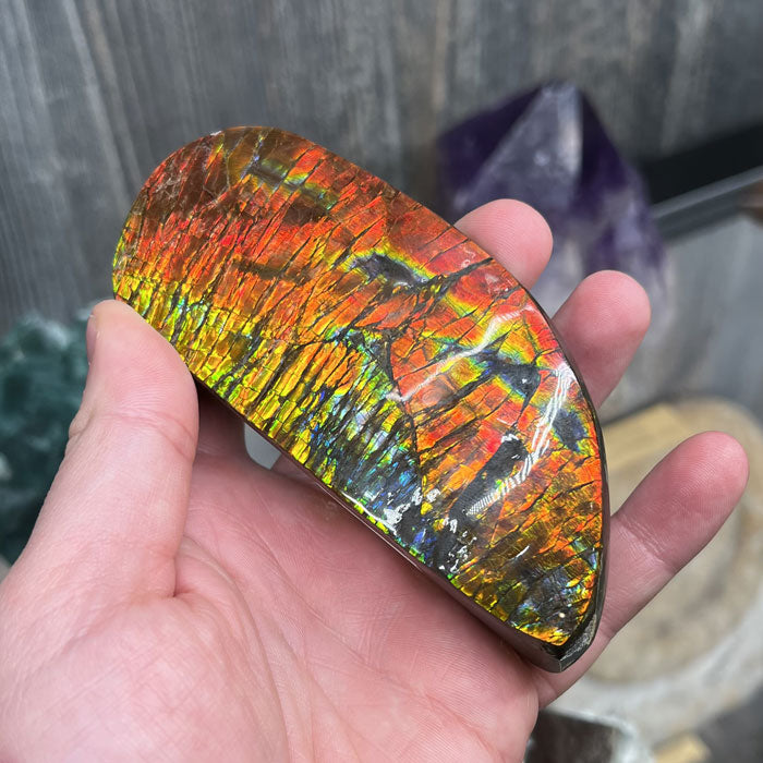 Red Ammolite Fossil Specimen from Alberta Canada