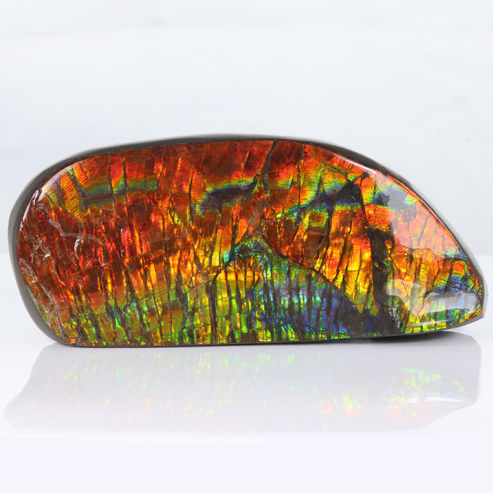 Red Ammolite Fossil Specimen from Alberta Canada