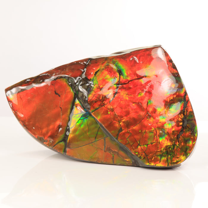 Red double sided ammolite fossil specimen from canada