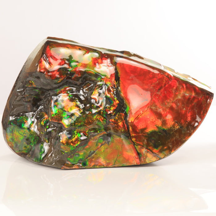 Fossil fragment of ammolite from canada