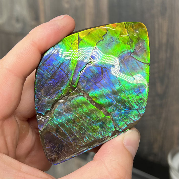 Ammolite Fossil Specimen from Canada