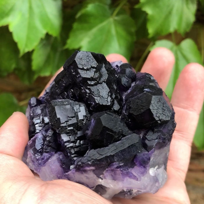 fluorite violet